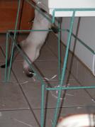 kittens - 071007 47